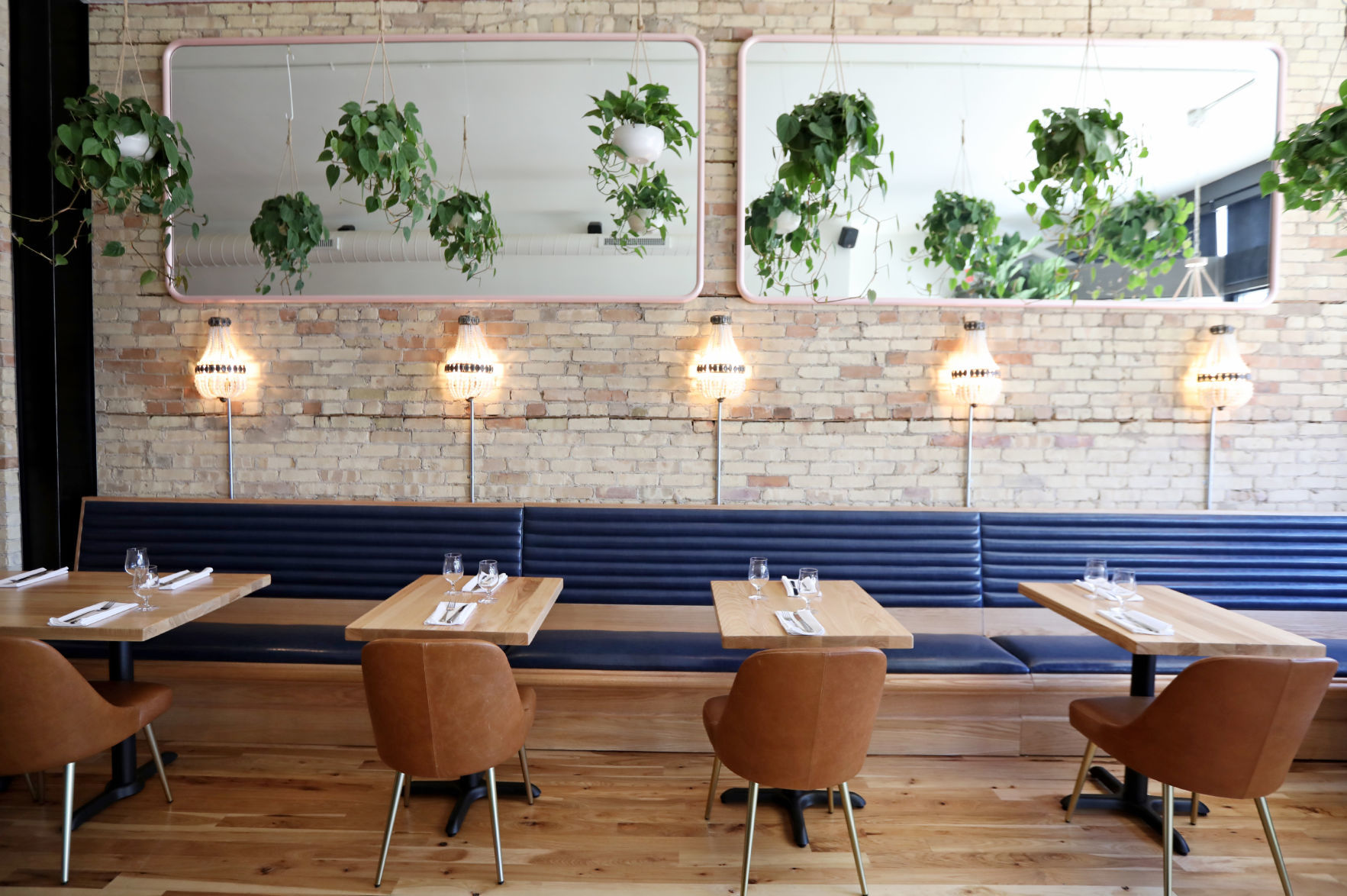 Bar Corallini plants
